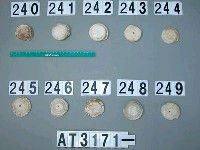 藏品(芋螺貝)的圖片